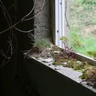 Blümchen auf der Fensterbank...