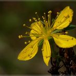 blümchen auf der heide.....