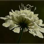 blümchen auf der heide....