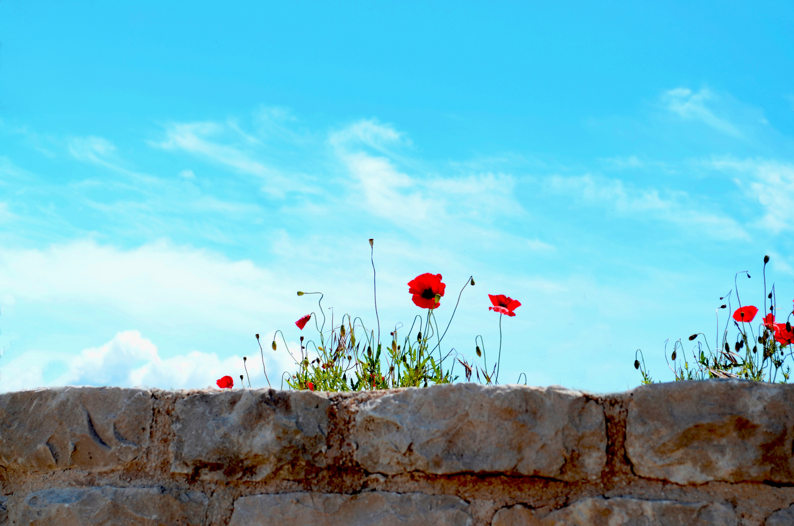 Blümchen auf der Mauer