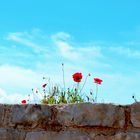 Blümchen auf der Mauer