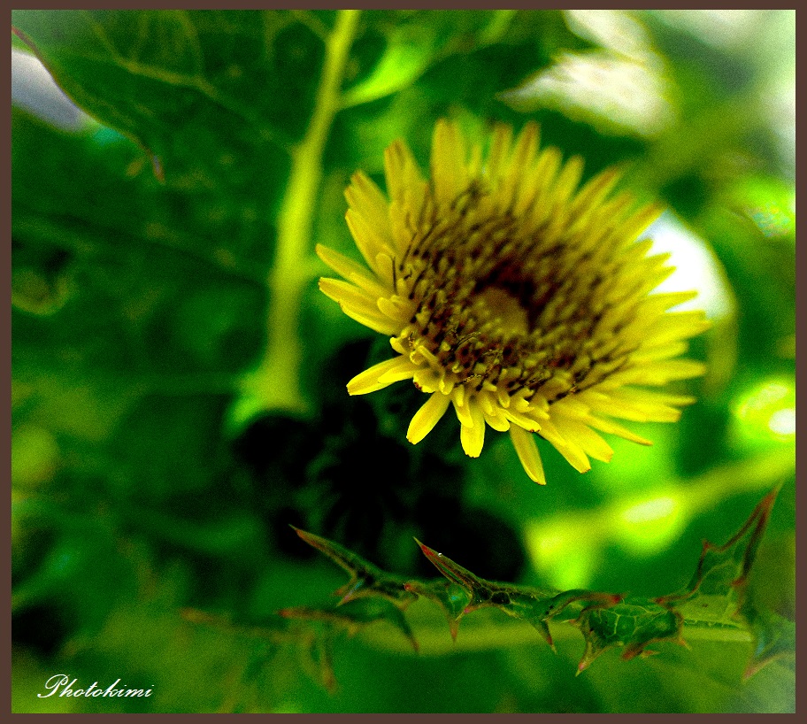 Blümchen auf der Rheinaue 