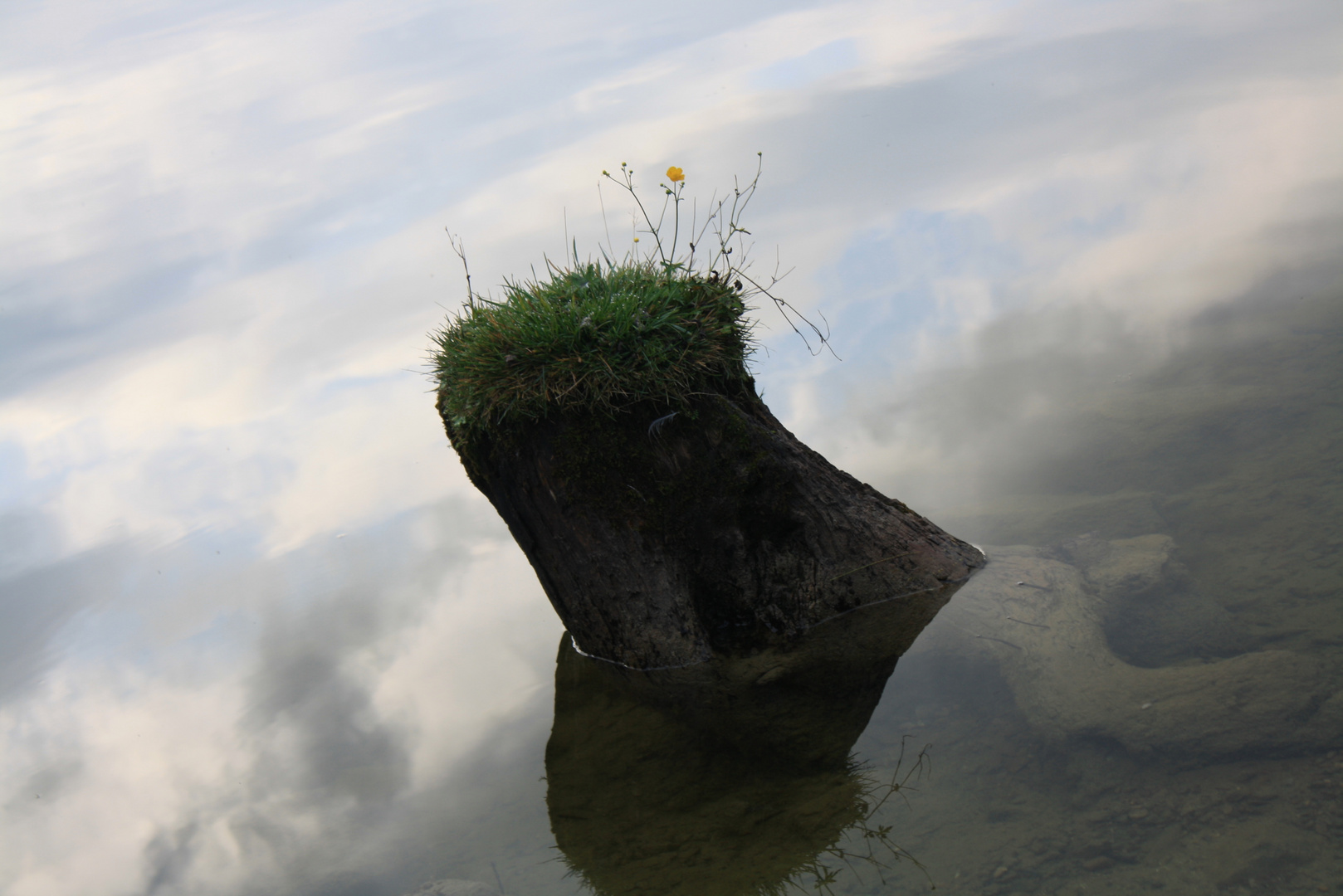 Blümchen auf der Wiese