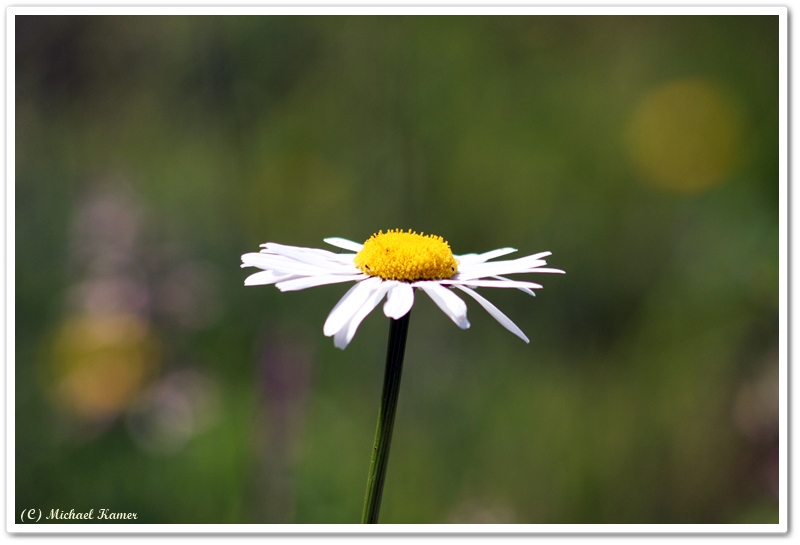 Blümchen auf der Wiese