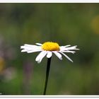 Blümchen auf der Wiese