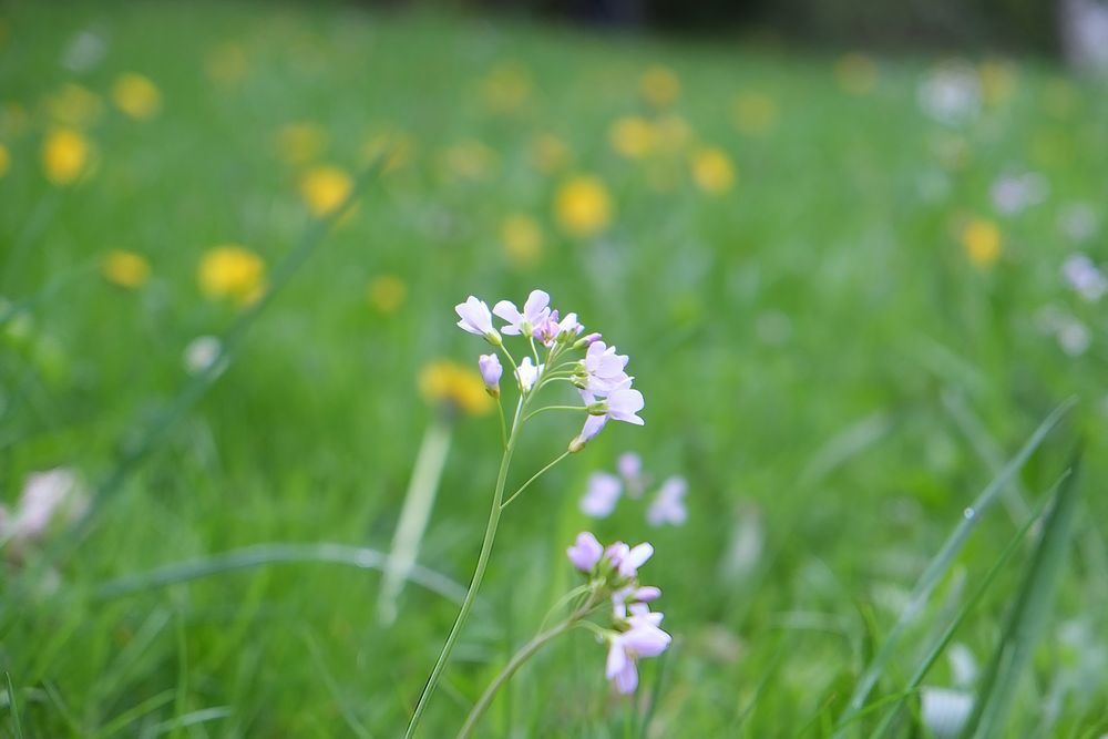 Blümchen auf der Wiese