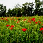 Blümchen auf der Wiese