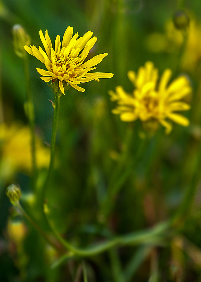 Blümchen auf der Wiese