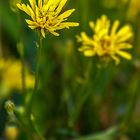 Blümchen auf der Wiese