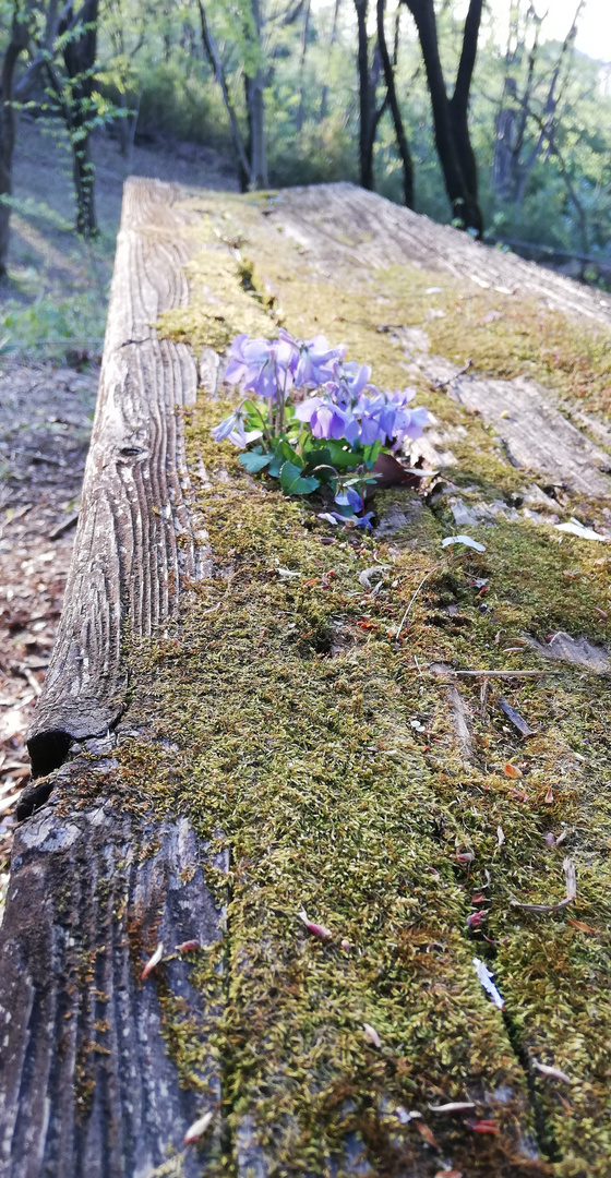 Blümchen auf einer Parkbank