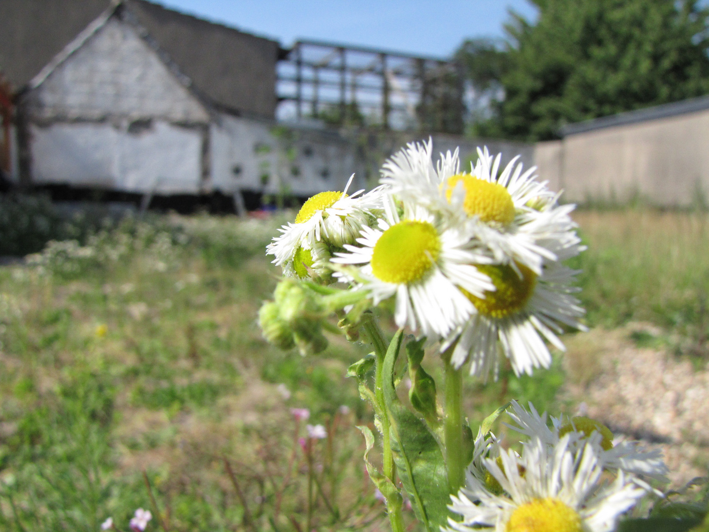 Blümchen auf `m Bau