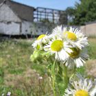 Blümchen auf `m Bau