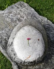 Blümchen auf Stein