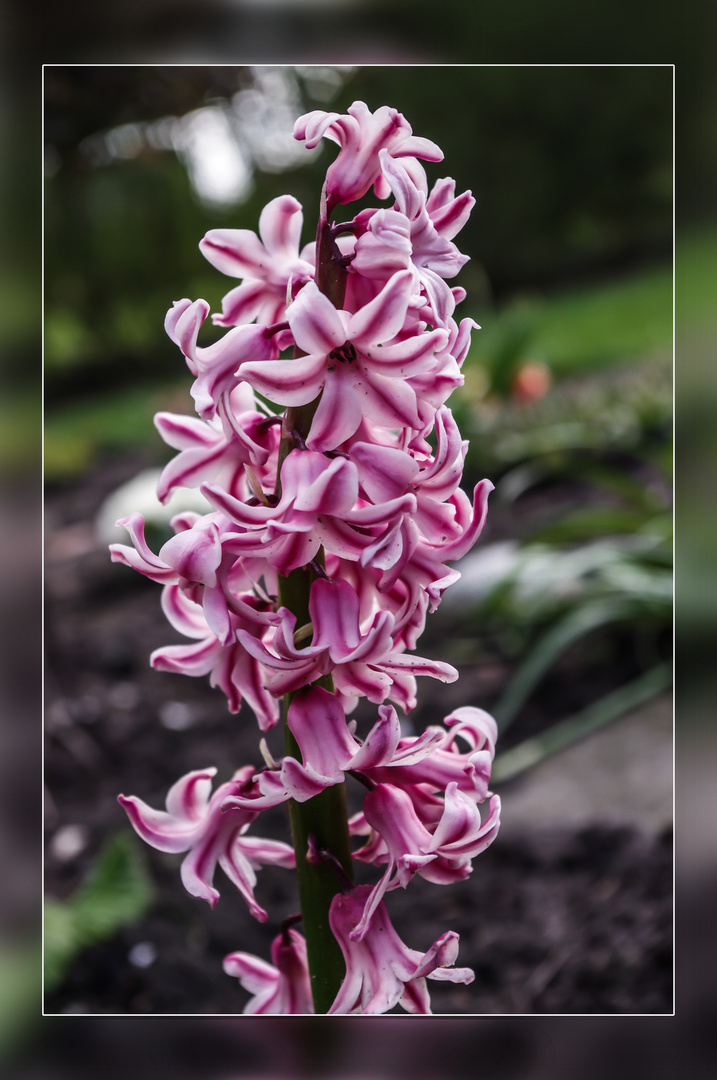 Blümchen aus dem Garten