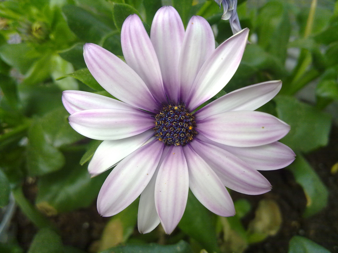 Blümchen aus dem Garten