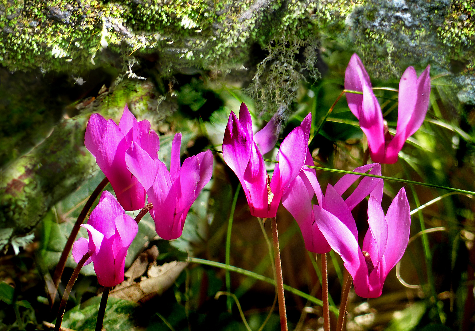 Blümchen aus dem Monsterwald