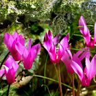 Blümchen aus dem Monsterwald