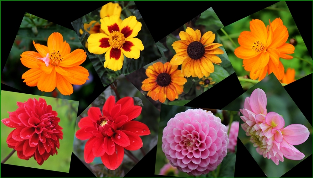 Blümchen aus dem Park am Wohnhaus Goethes zum Sommerausklang