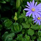 Blümchen aus dem Zaubergarten meiner Mutter