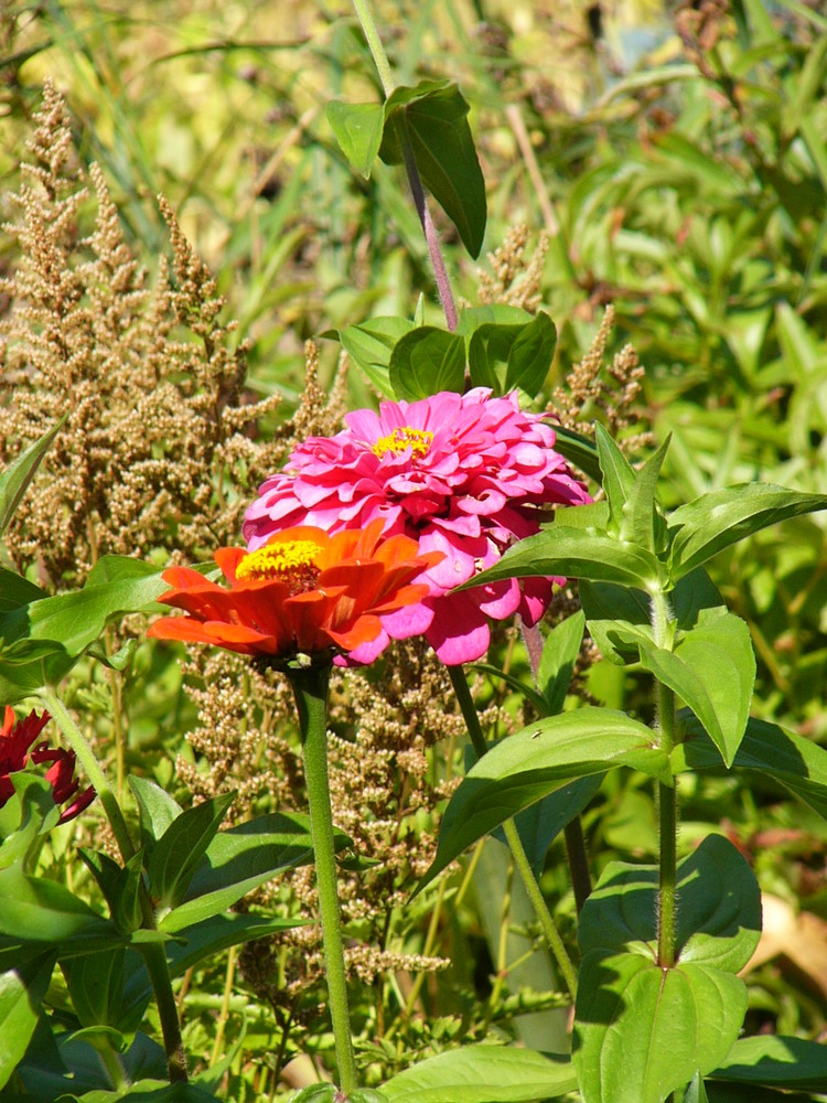 Blümchen aus eigenem Garten ;)