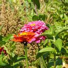 Blümchen aus eigenem Garten ;)