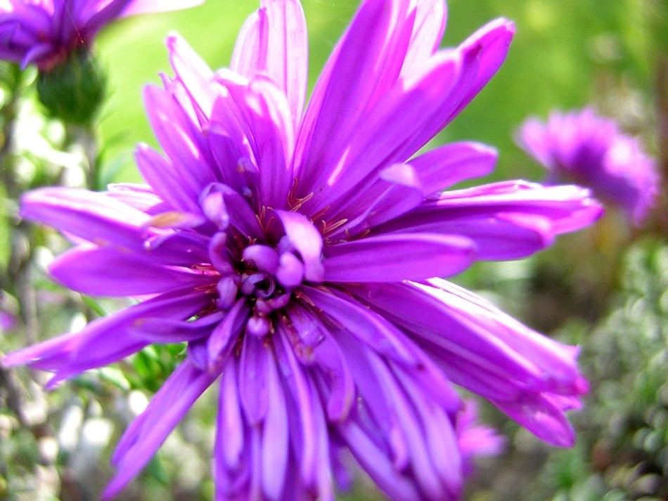 Blümchen aus einem fremdem Garten