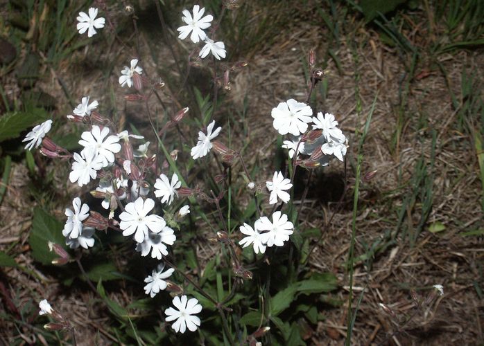 Blümchen aus Frankreich