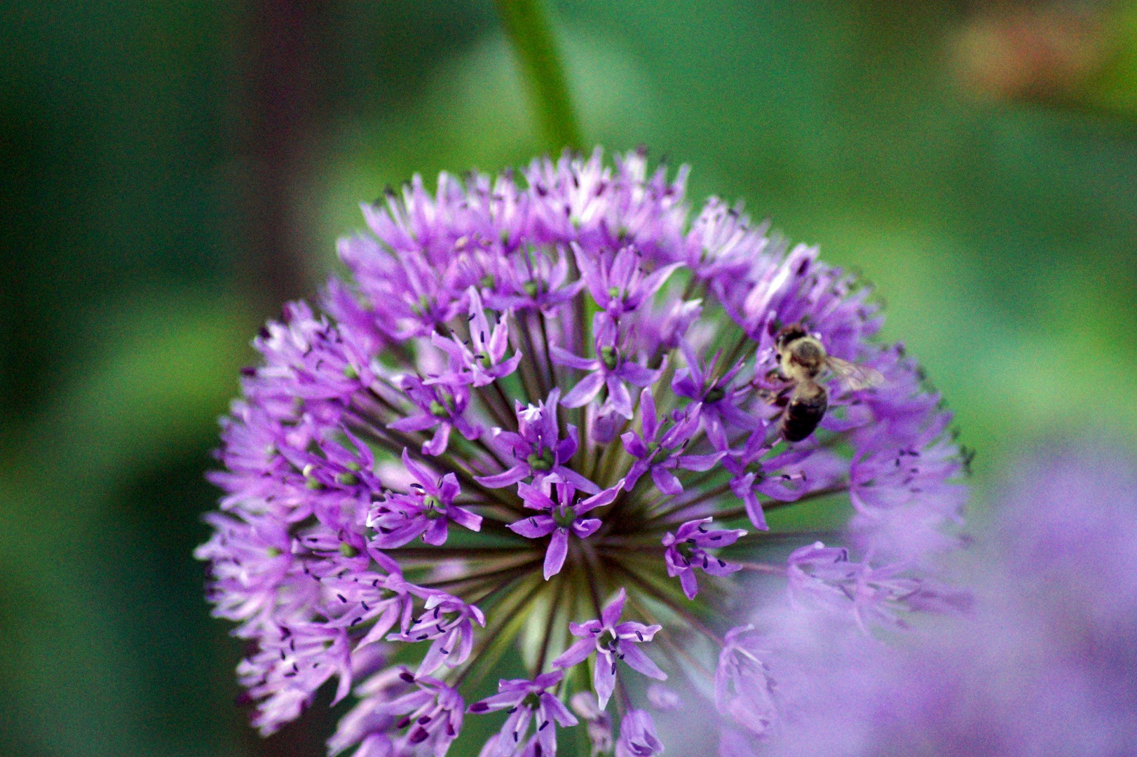 Blümchen aus Mamas Garten