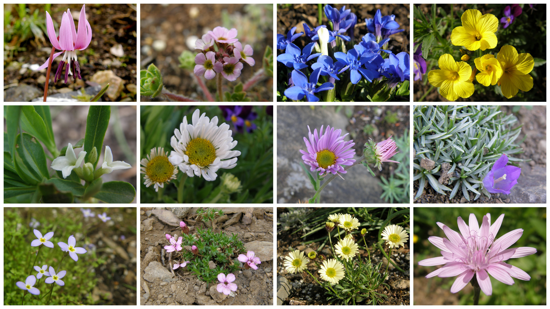 Blümchen aus meinem Steingarten