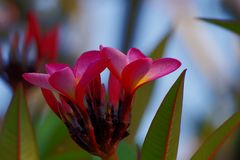 Blümchen aus Namibia