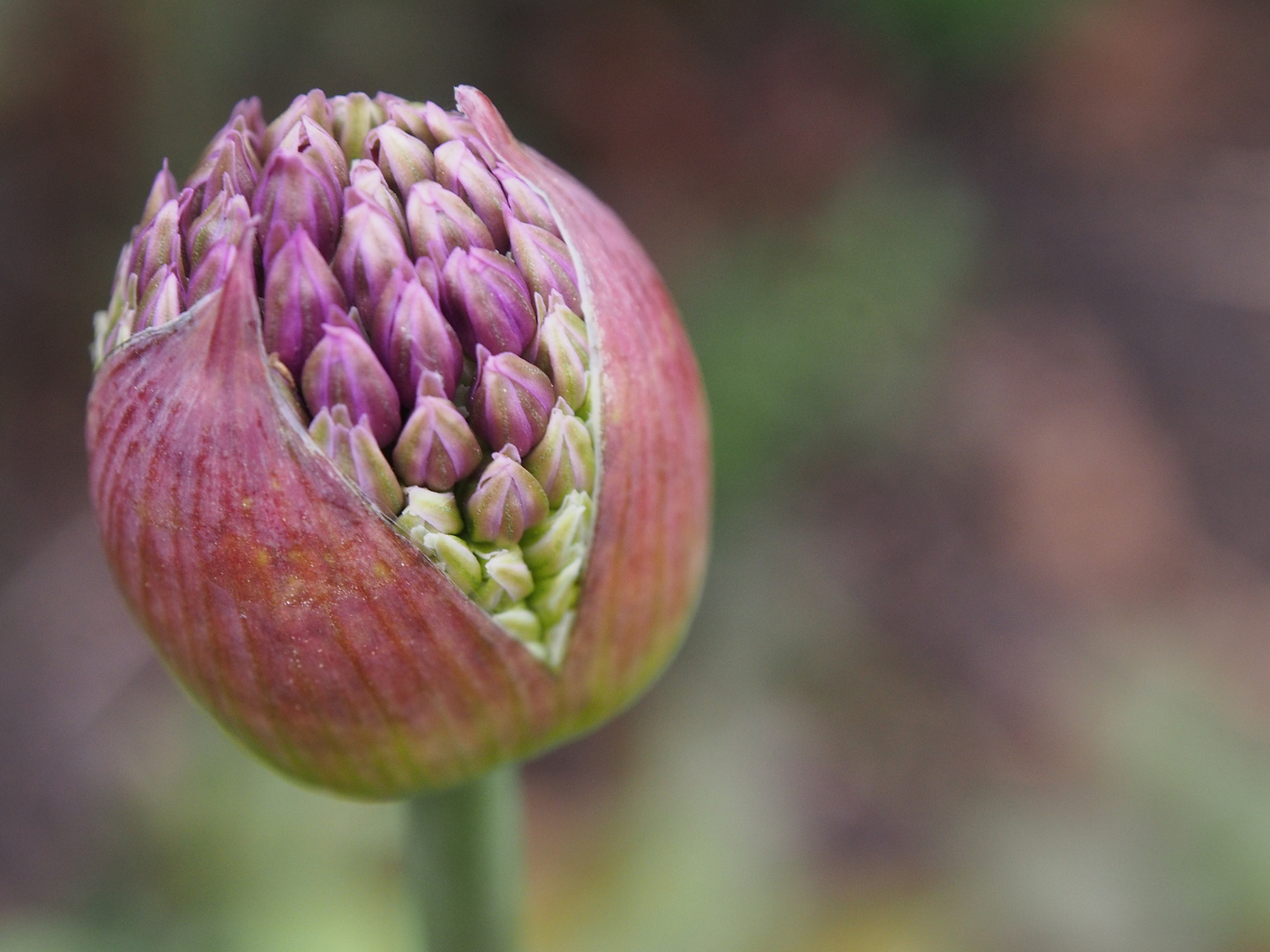 Blümchen aus Planten un Blomen