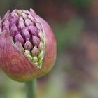 Blümchen aus Planten un Blomen