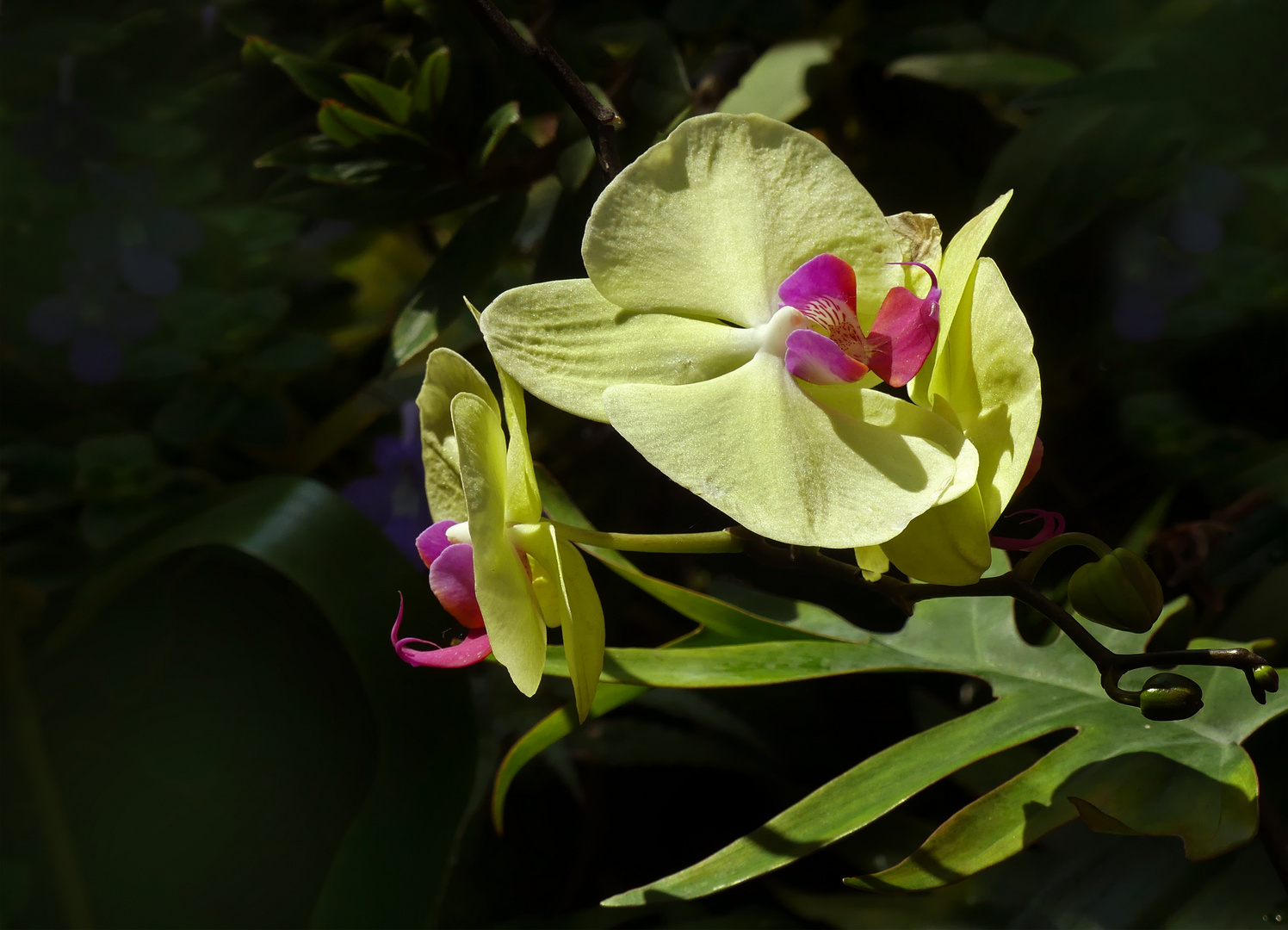 Blümchen aus Singapur