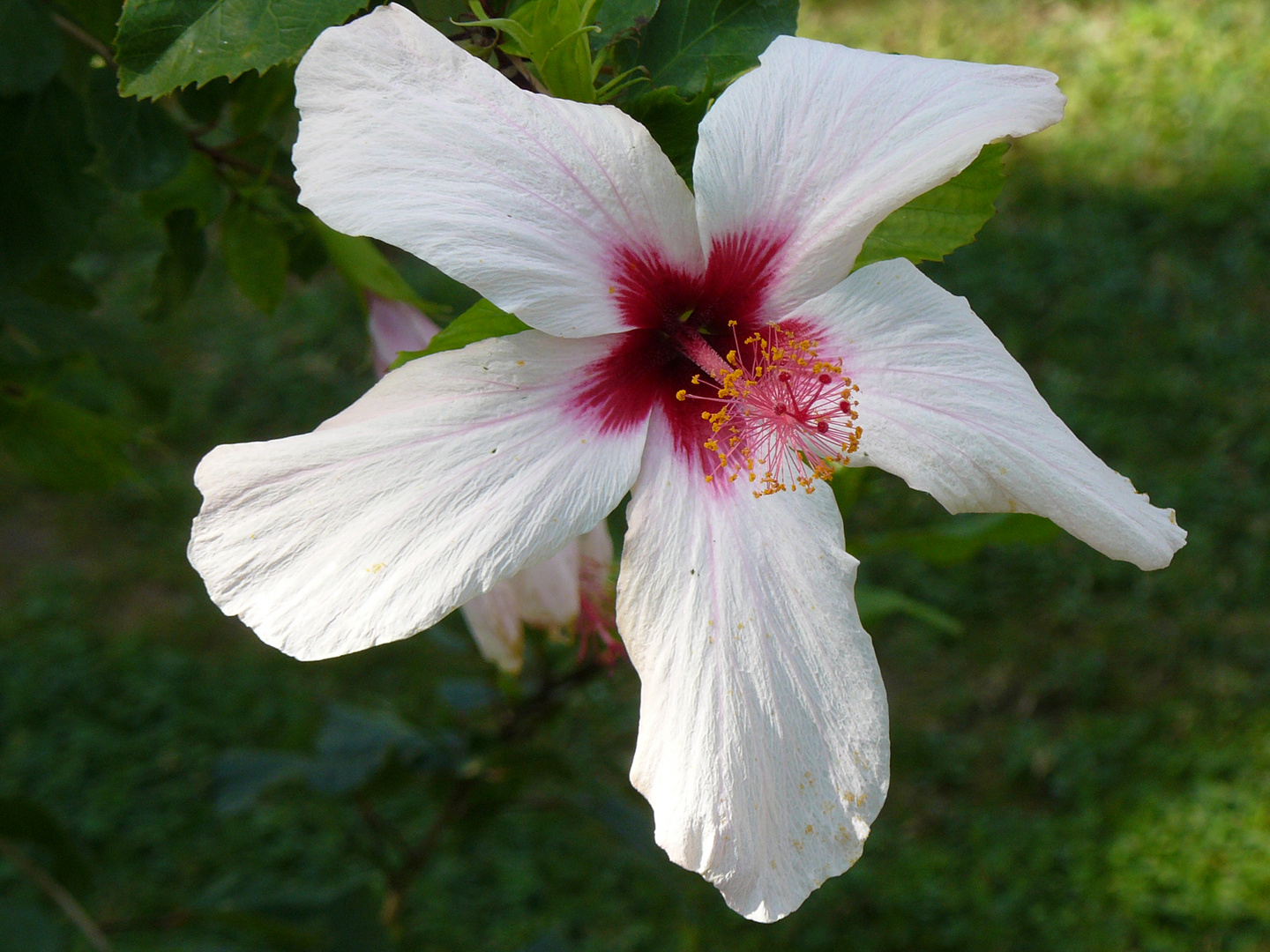 blümchen aus sissi`s garten 2