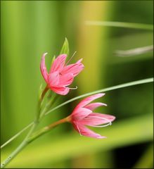 Blümchen aus Sommertagen