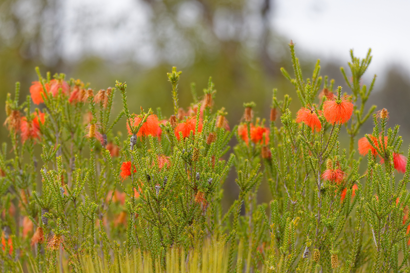 Blümchen aus Westaustralien