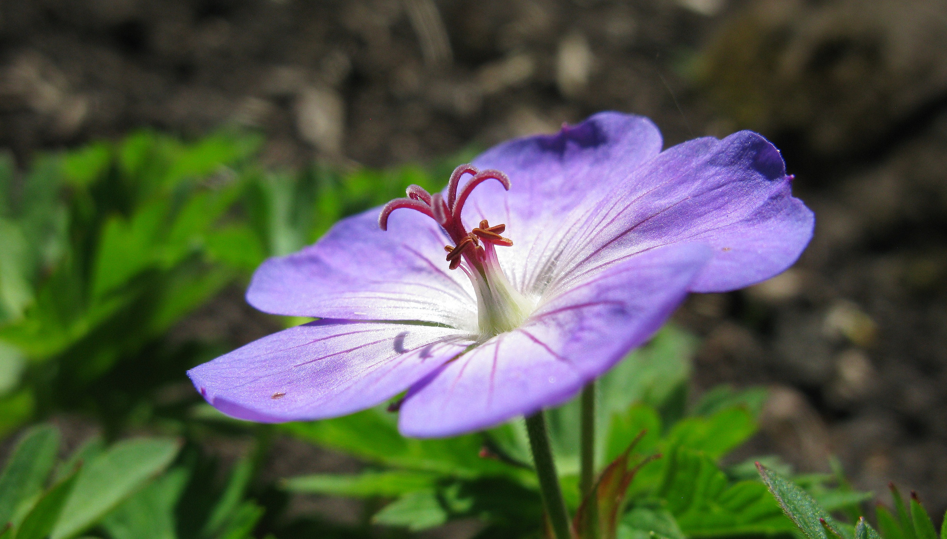 Blümchen.