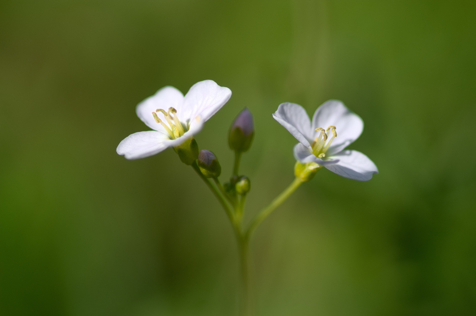 Blümchen