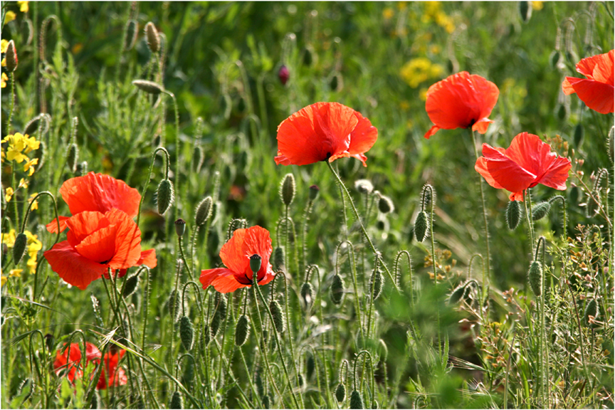 Blümchen