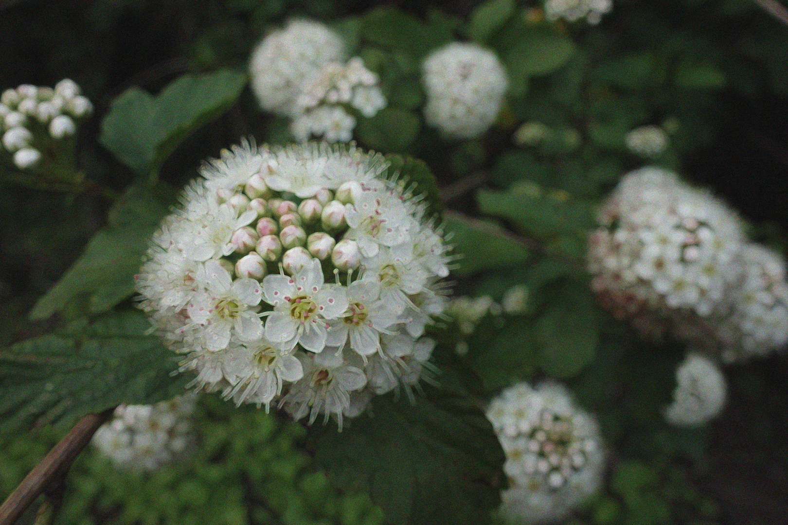 Blümchen bearbeitet