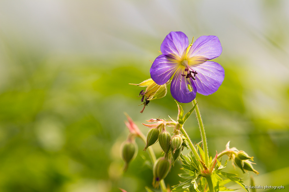 Blümchen beim Sonnenbad