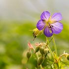 Blümchen beim Sonnenbad