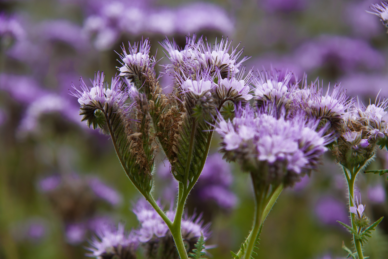 Blümchen Belgique