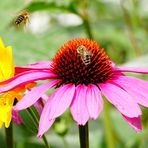 Blümchen & Bienchen