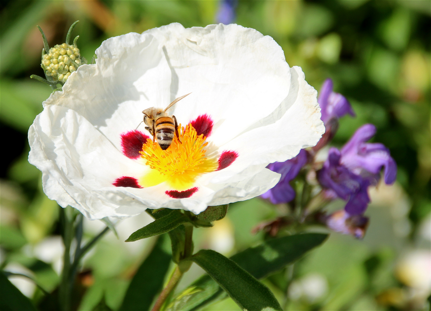 Blümchen + Bienchen