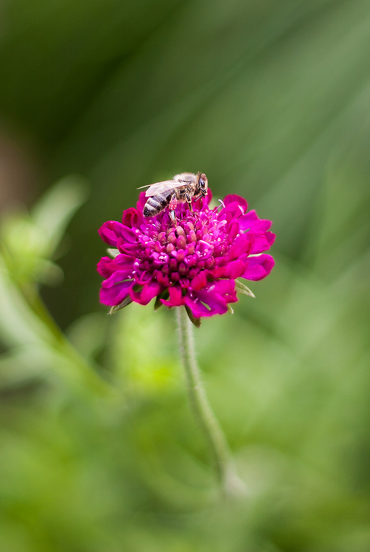 Blümchen & Bienchen