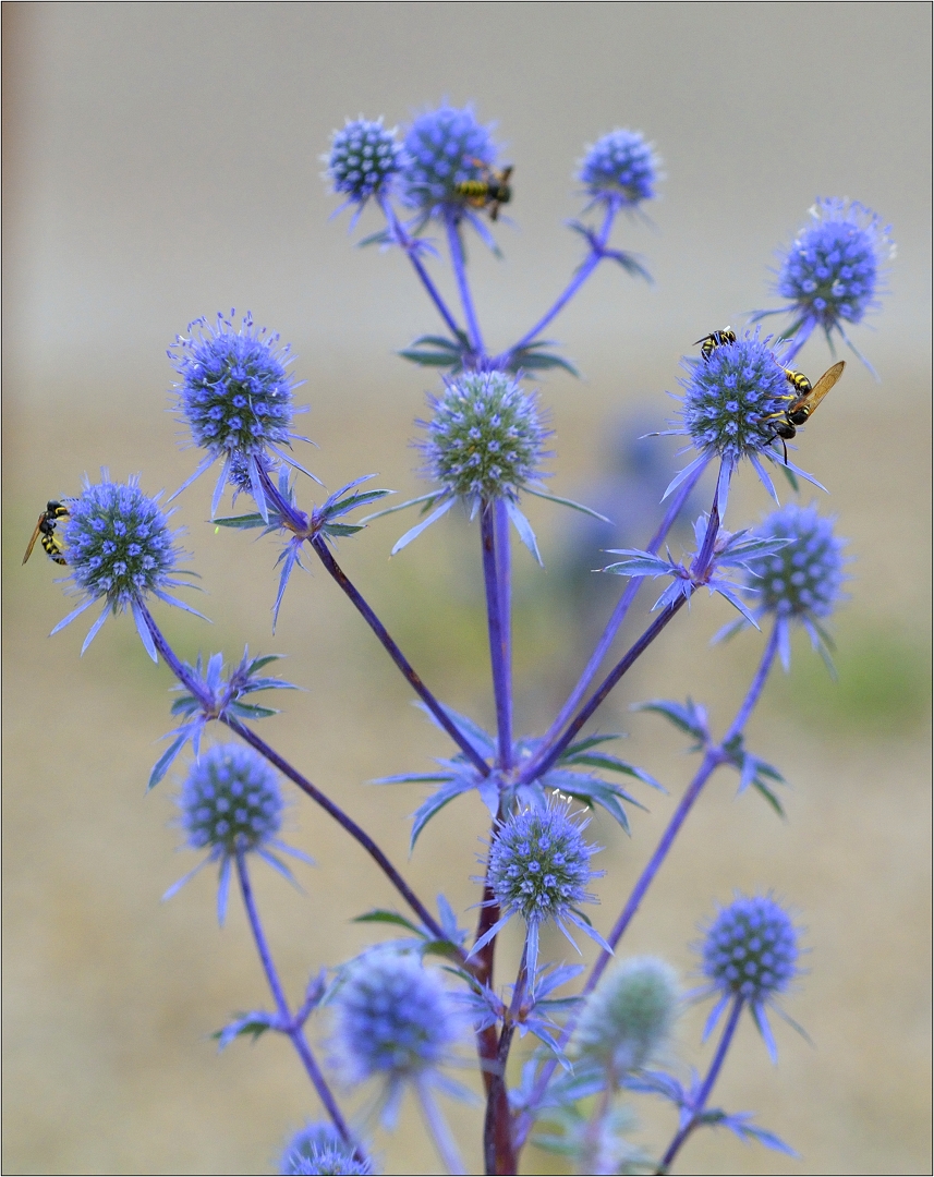 Blümchen blau