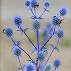 Blümchen blau