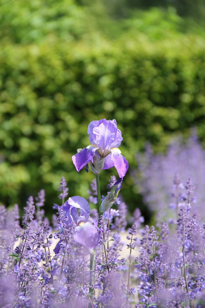 Blümchen blau 2 :-)