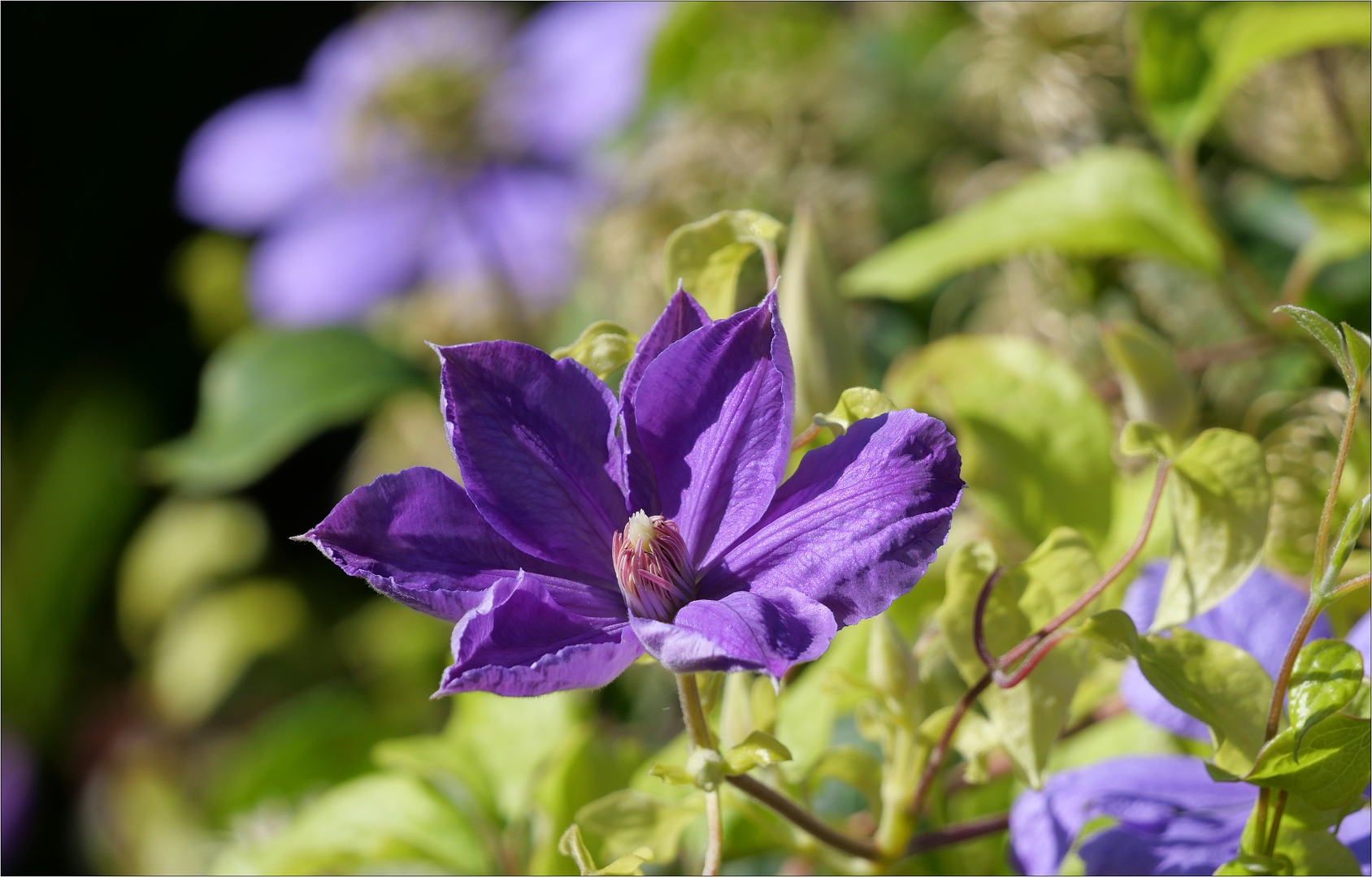 Blümchen blau